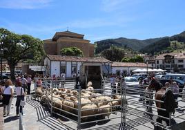 Un rebaño de ovejas y un potro fueron los únicos animales que ayer se pudieron ver en la feria de Potes.