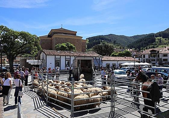 Un rebaño de ovejas y un potro fueron los únicos animales que ayer se pudieron ver en la feria de Potes.