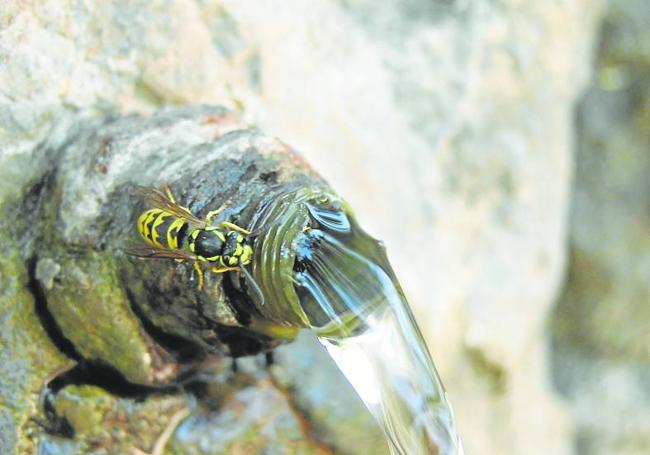 Una avispa bebe agua en una fuente.