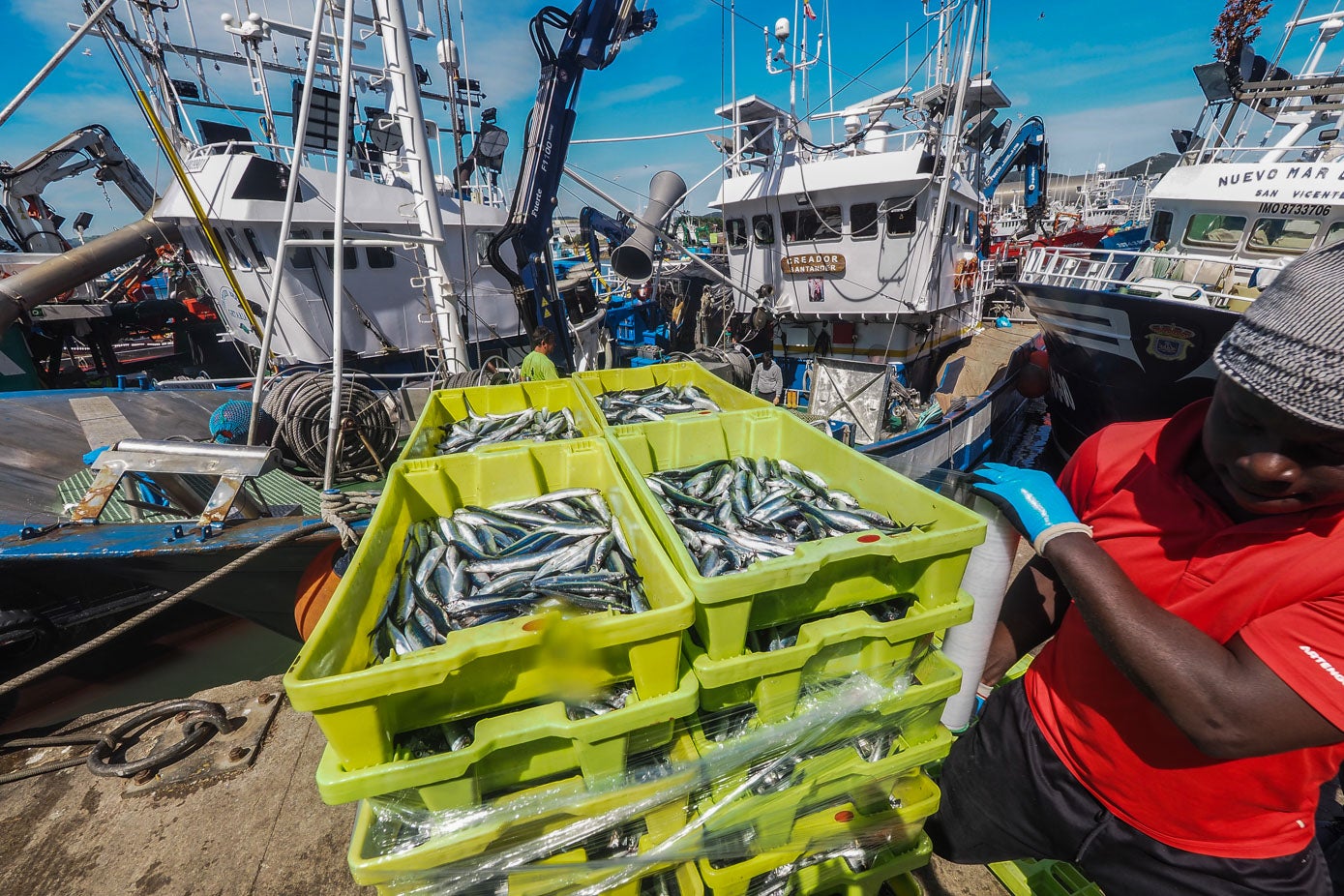 En el puerto de Santoña este miércoles se han descargado unos 400.000 kilos de bocarte y ayer, 600.000 kilos.