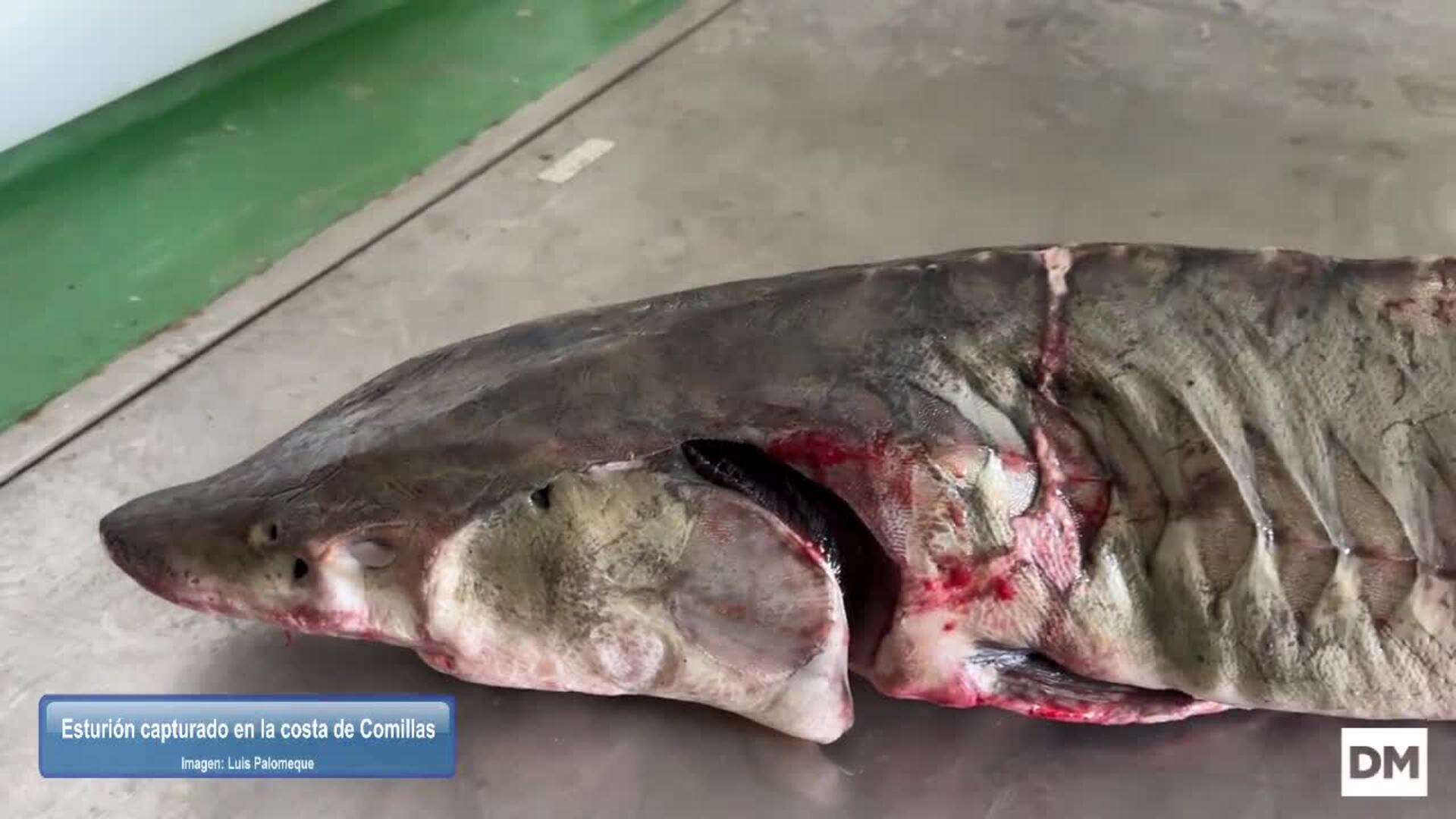 Insólita pesca de un esturión en Comillas