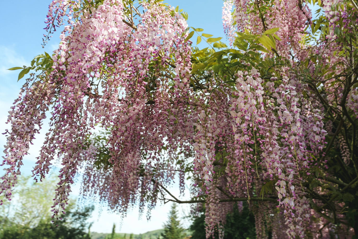 Detalle de la glicinia japonesa.