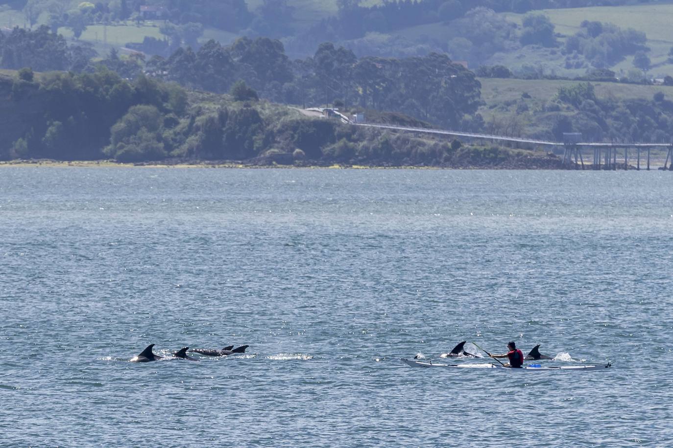 Las mejores imágenes de los delfines en la bahía