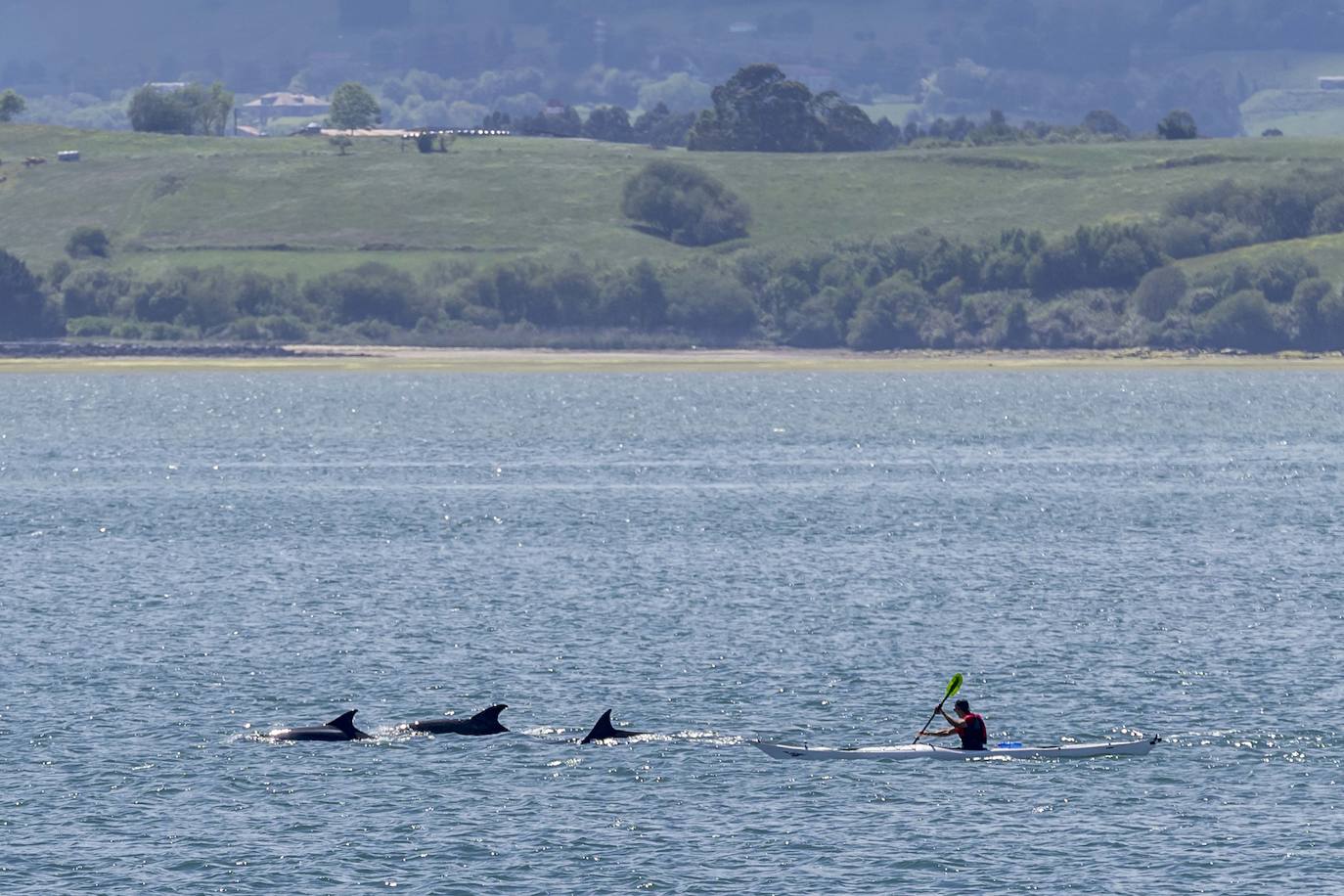 Los delfines guían al piragüista en la bahía