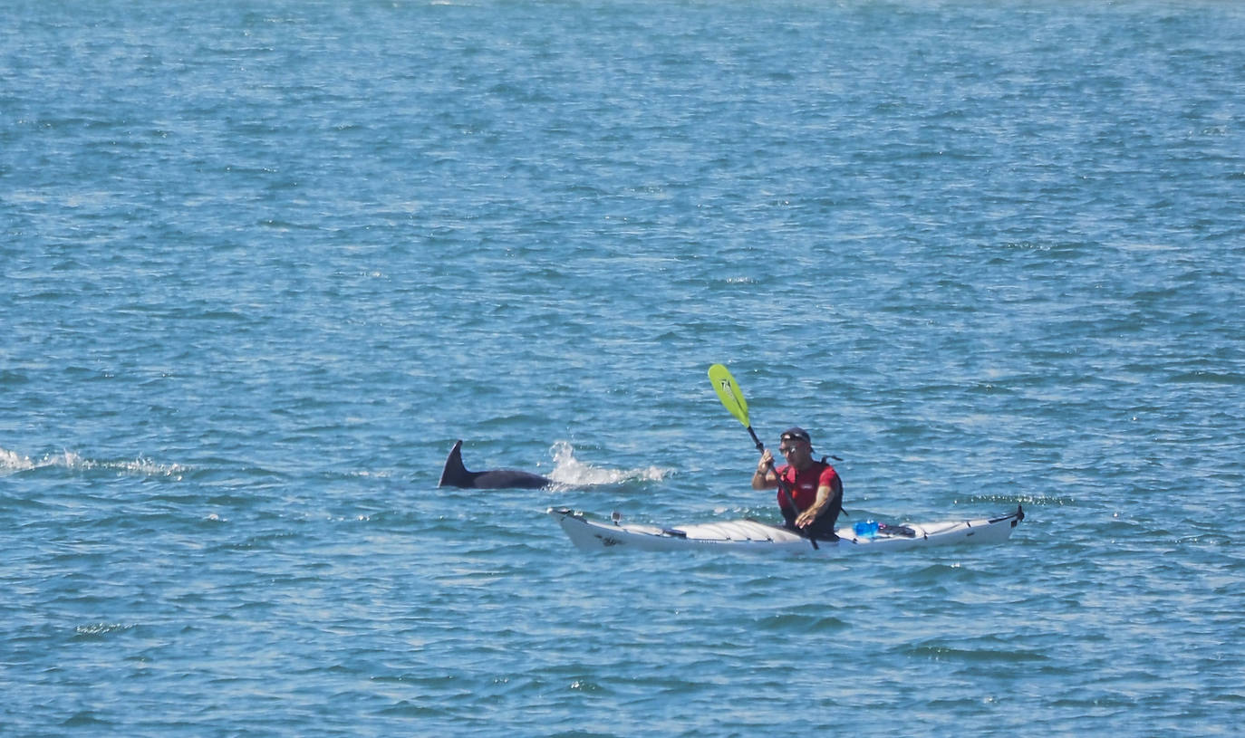 Remando entre delfines este jueves al mediodía 