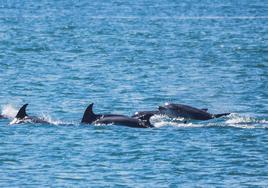 Unos 20 delfines han aparecido este jueves haciendo piruetas y saltos en la bahía de Santander.