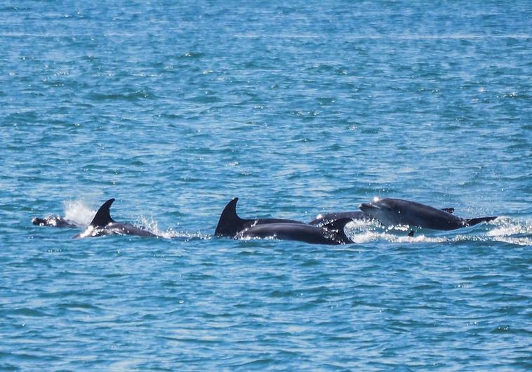 Unos 20 delfines han aparecido este jueves haciendo piruetas y saltos en la bahía de Santander.