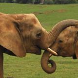 Los animales más grandes de Cabárceno