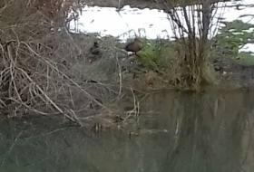 Imagen secundaria 2 - La ruta llega hasta el nacimiento del río Ebro, donde se ubican las cuatro fuentes de las que mana el agua.