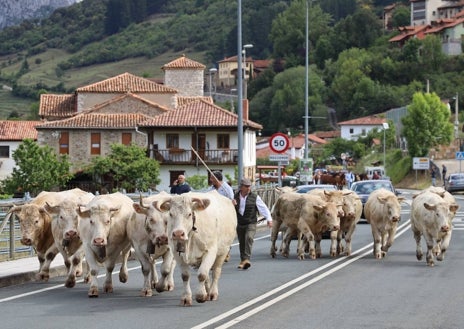 Imagen secundaria 1 - Caballos y vacas pasando por la calle de la localidad de camino al recinto ferial.