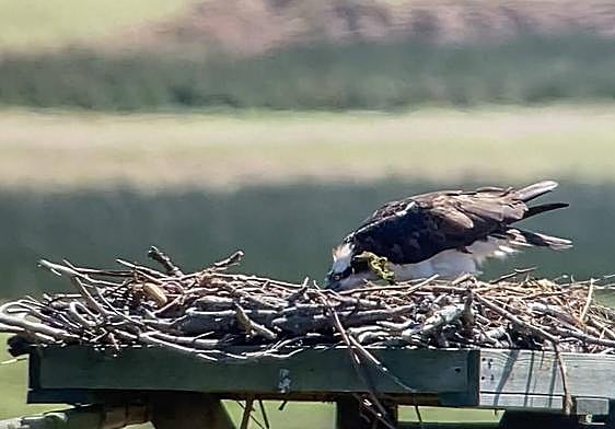 Landa, la hembra, ceba a sus tres nuevos pollos.