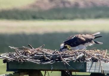 El mejor nido en Cantabria para las águilas pescadoras | El Diario Montañés