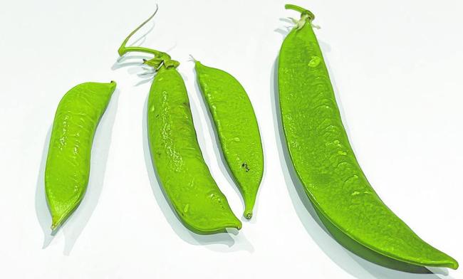 Variedad Príncipe Alberto, dos vainas de la variedad Maravilla y la última de Rondo.