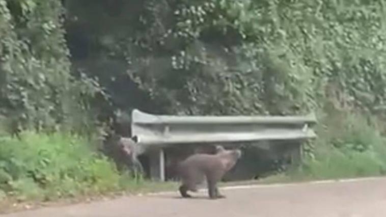 Dos oseznos juegan en plena carretera.