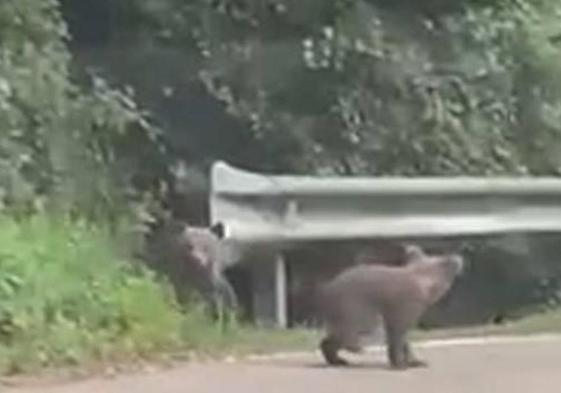 Dos oseznos juegan en plena carretera.