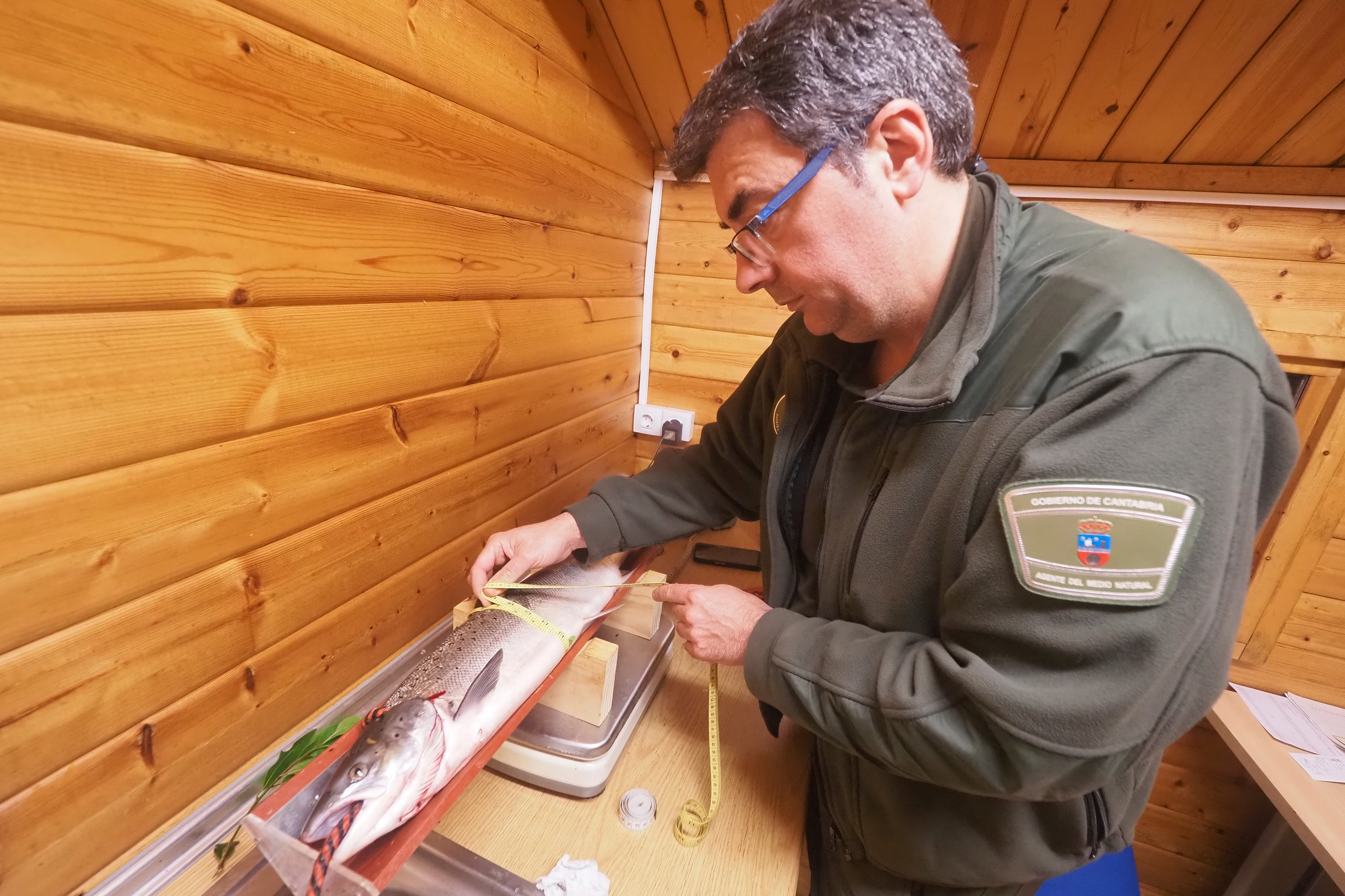 Un agente de Medio Natural mide el perímetro del ejemplar pescado en Puente Viesgo.