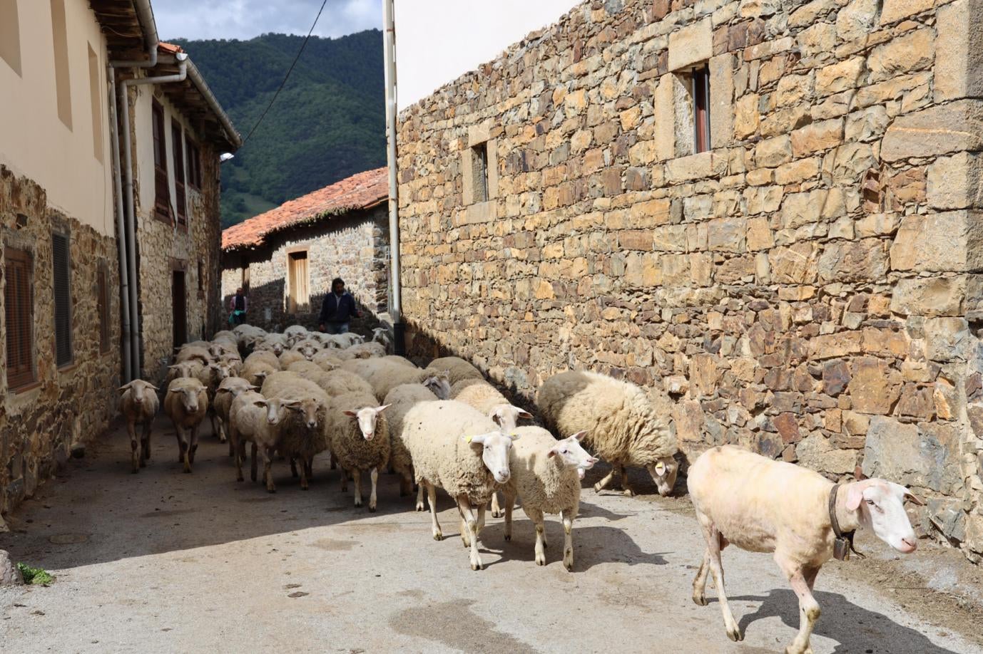 Rebaño de ovejas por las calles de la localidad de Lerones