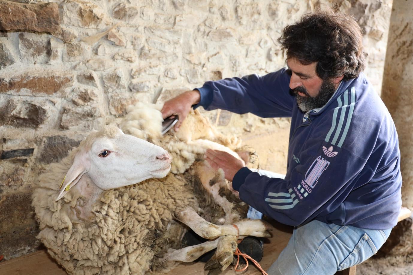 Lino Escandón esquilando a una de las ovejas