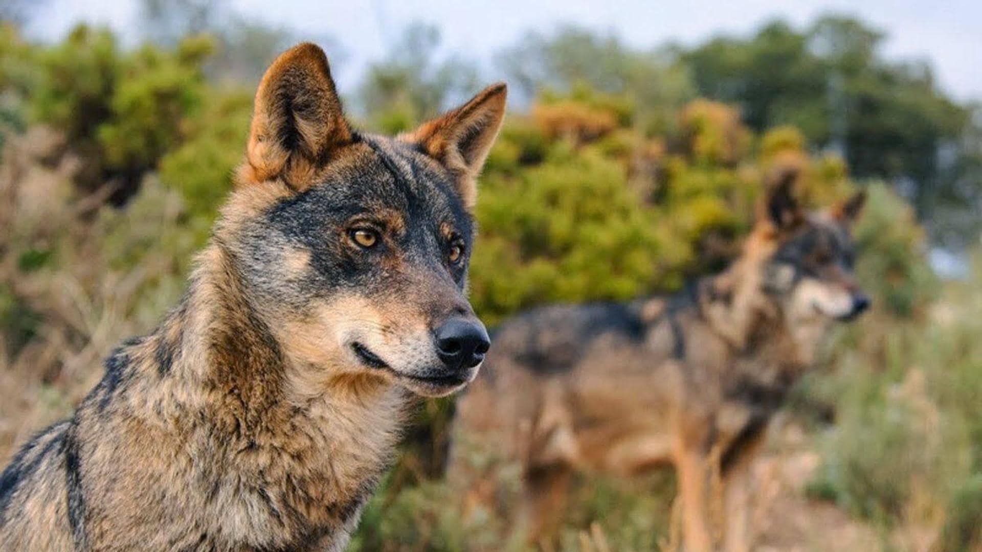 Los ganaderos recurren al Defensor del Pueblo para exigir al Ministerio la  «extracción» de lobos | El Diario Montañés