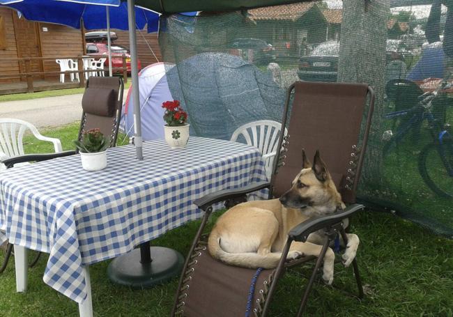 Bizkor, descansando tranquilamente en una hamaca.