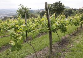 Aspecto que presenta esta pequeña plantación doméstica, con la ría de Suances al fondo.