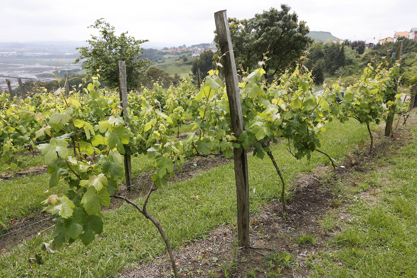 Aspecto que presenta esta pequeña plantación doméstica, con la ría de Suances al fondo.