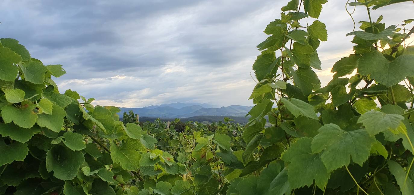 Vista de los Picos de Europa, desde los viñedos.