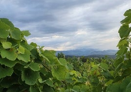 Vista de los viñedos y los Picos de Europa