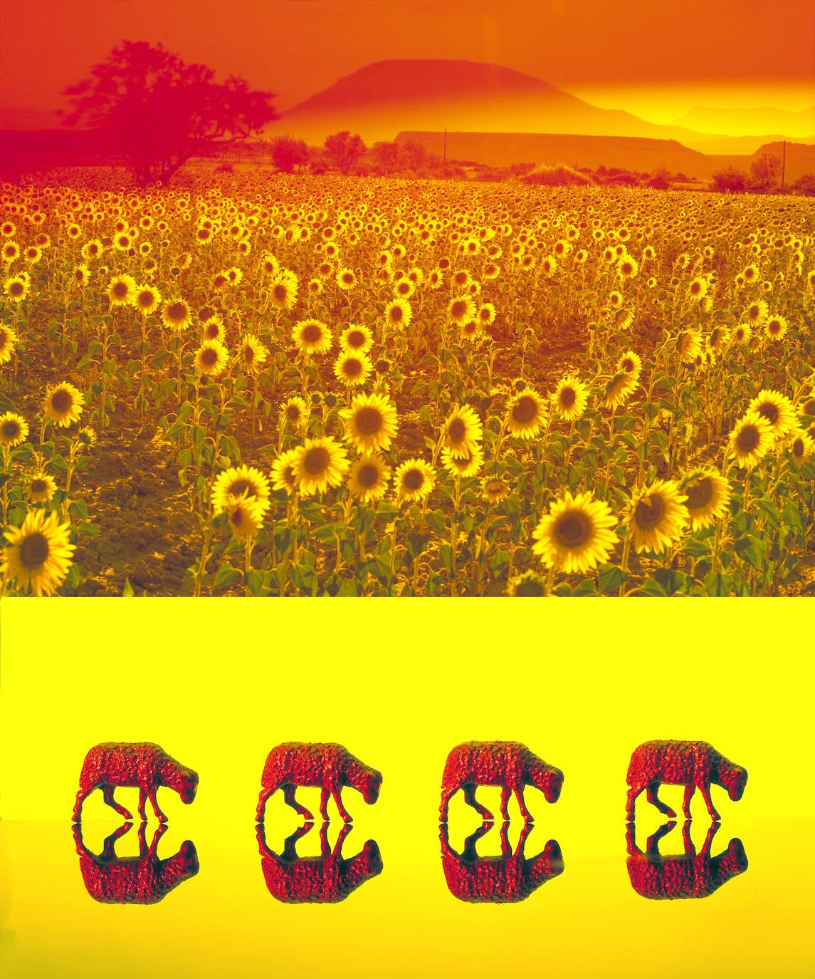 Girasoles y ovejas