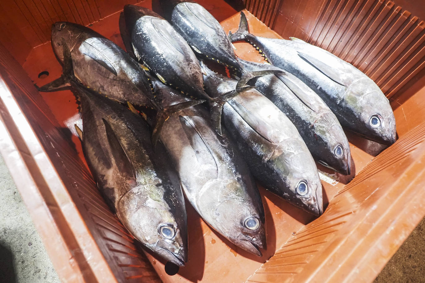 El bonito desembarca en Santoña