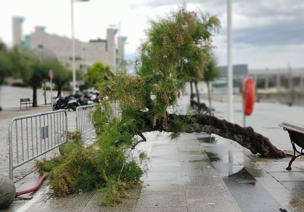 Árbol desplomado sobre el carril bici del paseo marítimo de Santander tras la tromba de la tarde de ayer.