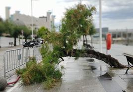 Árbol desplomado sobre el carril bici del paseo marítimo de Santander tras la tromba de la tarde de ayer.