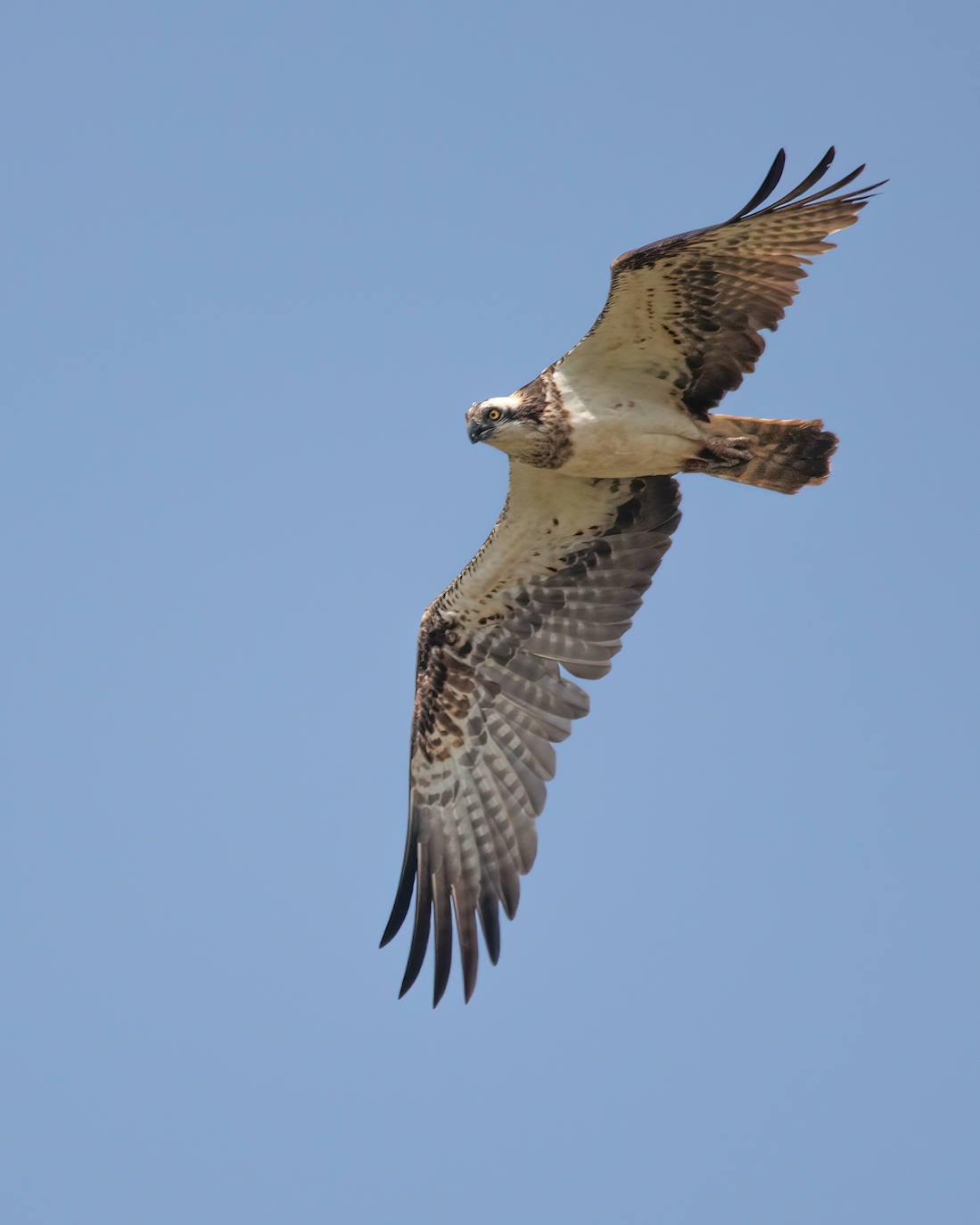 Mientras se realizaban las labores de pesaje y tallaje, las dos águilas pescadoras adultas sobrevolaban supervisando el estado de sus pollos. 