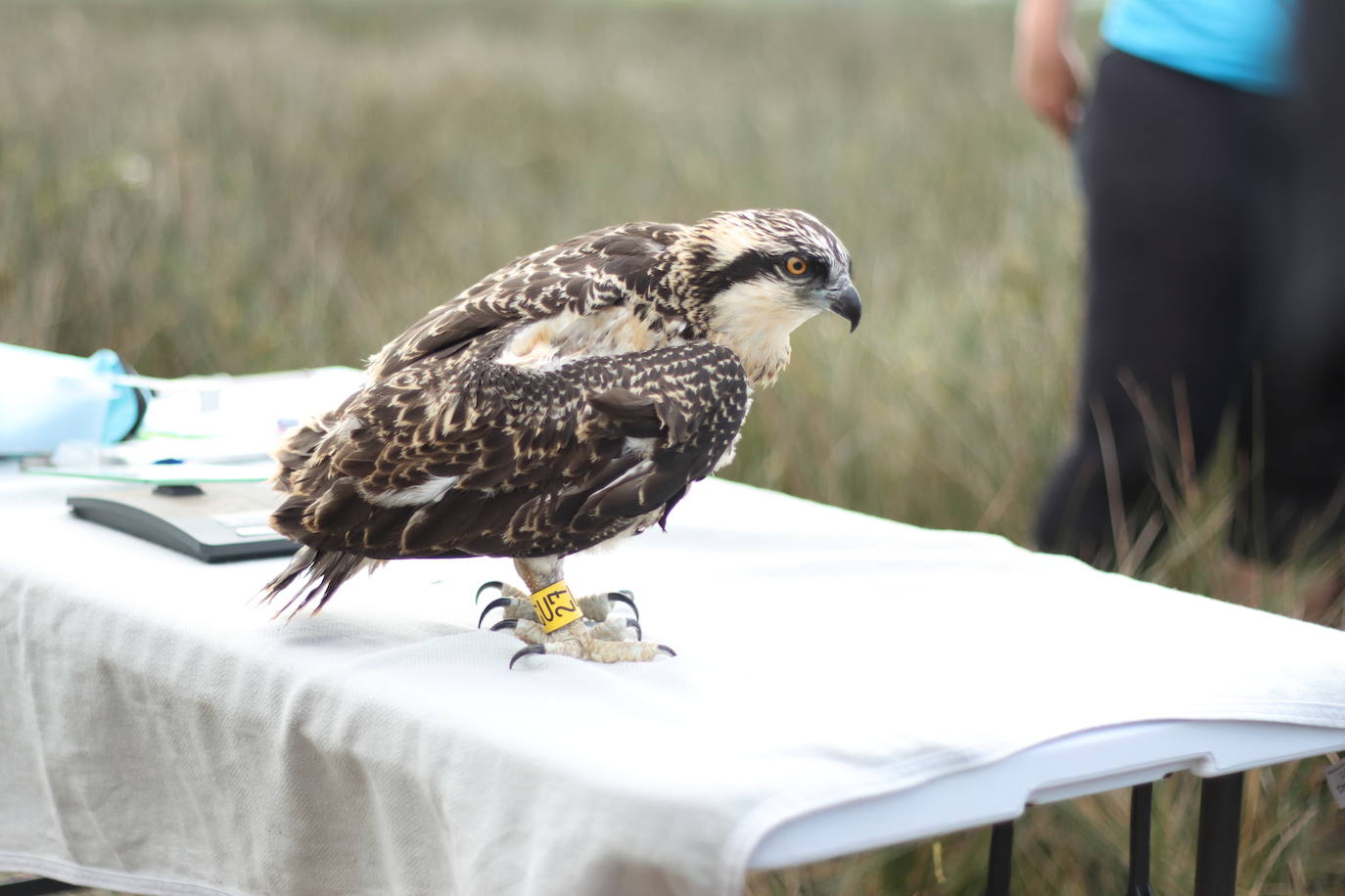 Otro de los pollos tras haber sido anillado por los voluntarios del Osprey Centre y de la Sociedad de Ciencias Aranzadi. 