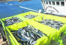 La primera marea de bocartes de esta campaña de primavera llegaron al puerto de Colindres.