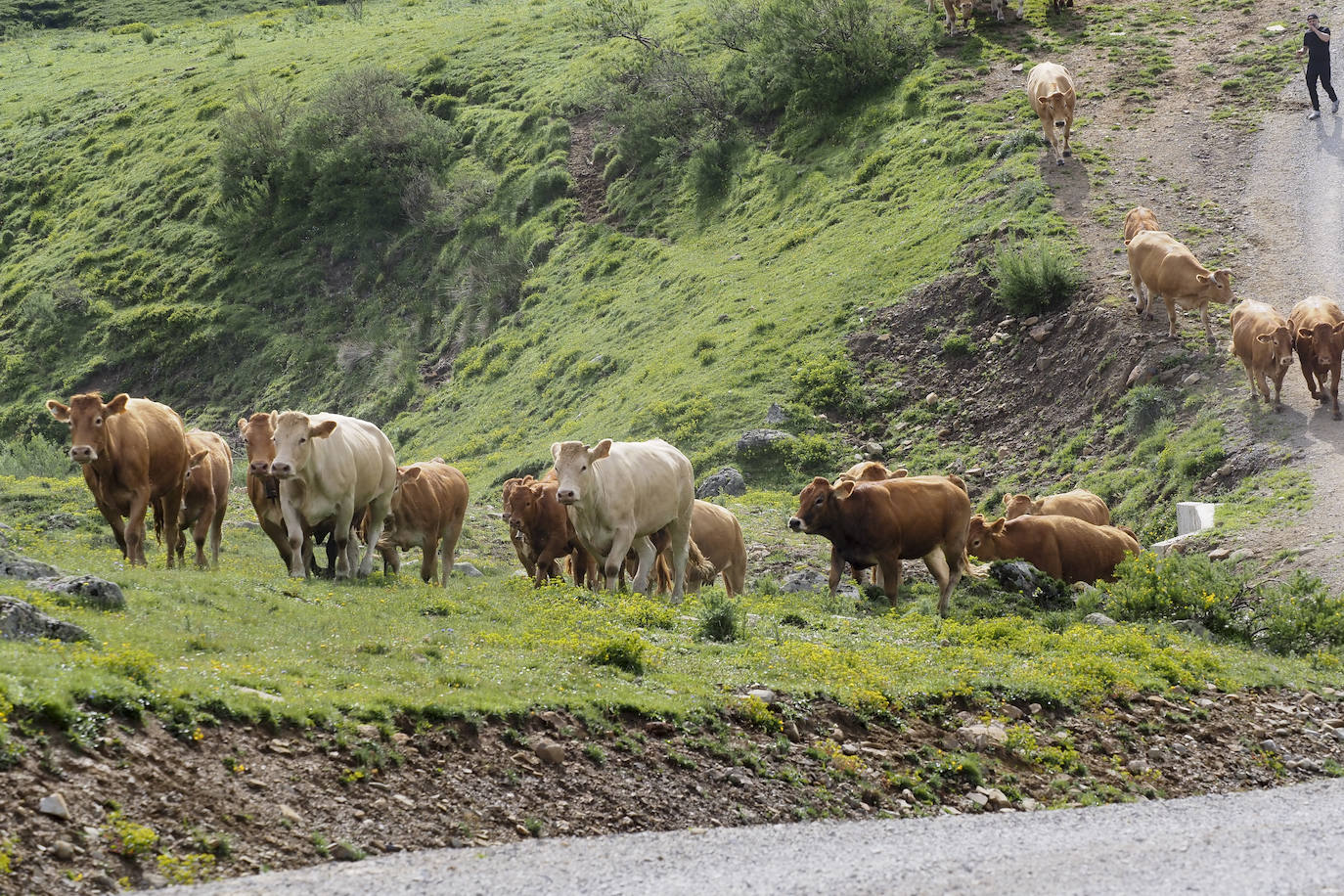 Cerca de cinco mil animales (la mayoría vacas) parten desde los pueblos del valle por las extensas praderas en dirección a los pastos del puerto.