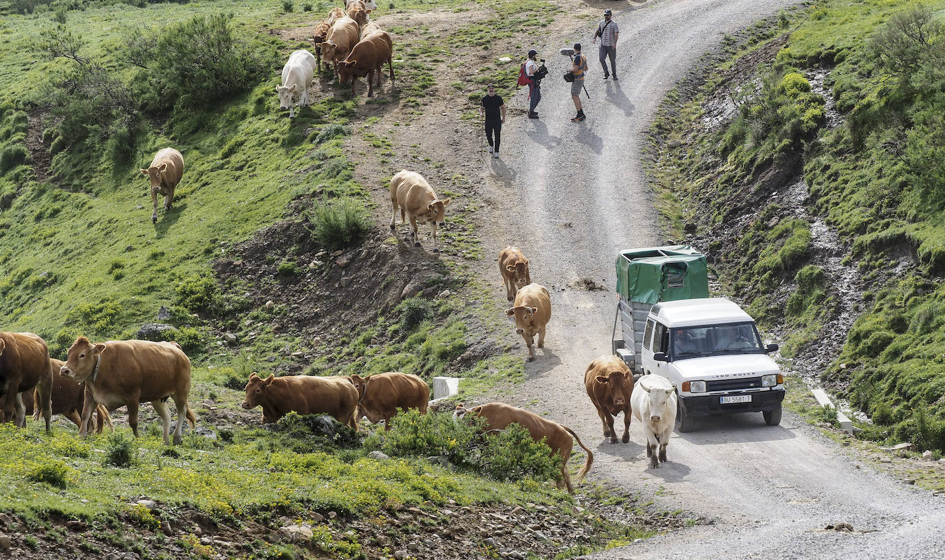 No se asciende en un solo día, porque hay más de cuarenta kilómetros de recorrido, «y algunas vacas se quedan por el camino», pero la subida se hace, llueva o truene. Los ganaderos son de roble