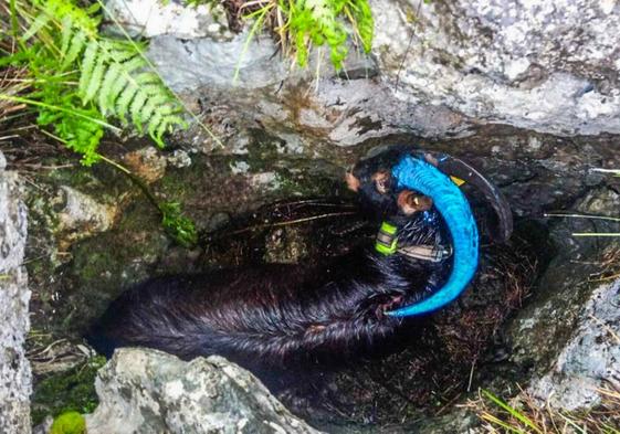 El macho cabrío, antes de ser rescatado, en el hueco donde quedó atrapado.