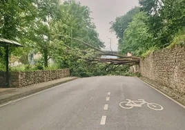 El árbol de gran porte calló en un momento en el que no circulaba ningún vehículo.