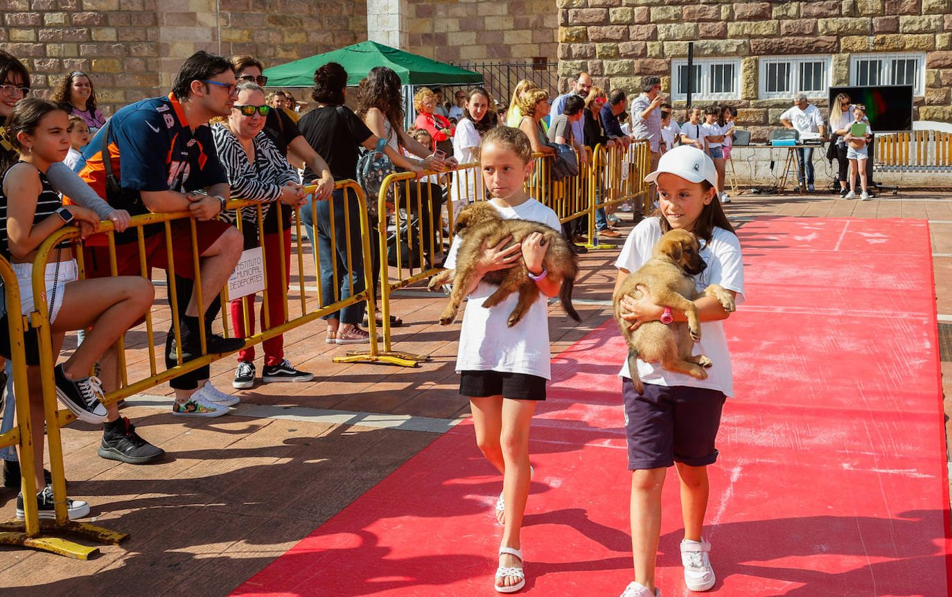 La sensibilidad y el respeto a los animales vertebran el proyecto educativo ﻿del Colegio Sagrados Corazones, desarrollado por los alumnos de cuarto de Educación Primaria.