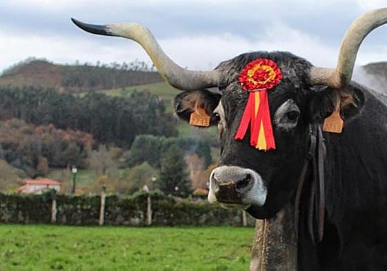 Artillera, la vaca de raza tudanca (ojo a la cornamenta), protagonista del sorteo en Carrejo.
