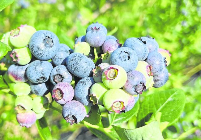 Diferentes estadios de maduración de los frutos del arándano en un mismo racimo.