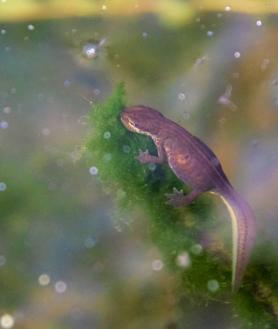 Imagen secundaria 2 - A la izquierda, larva de trtón. A la derecha, tritón palmeado