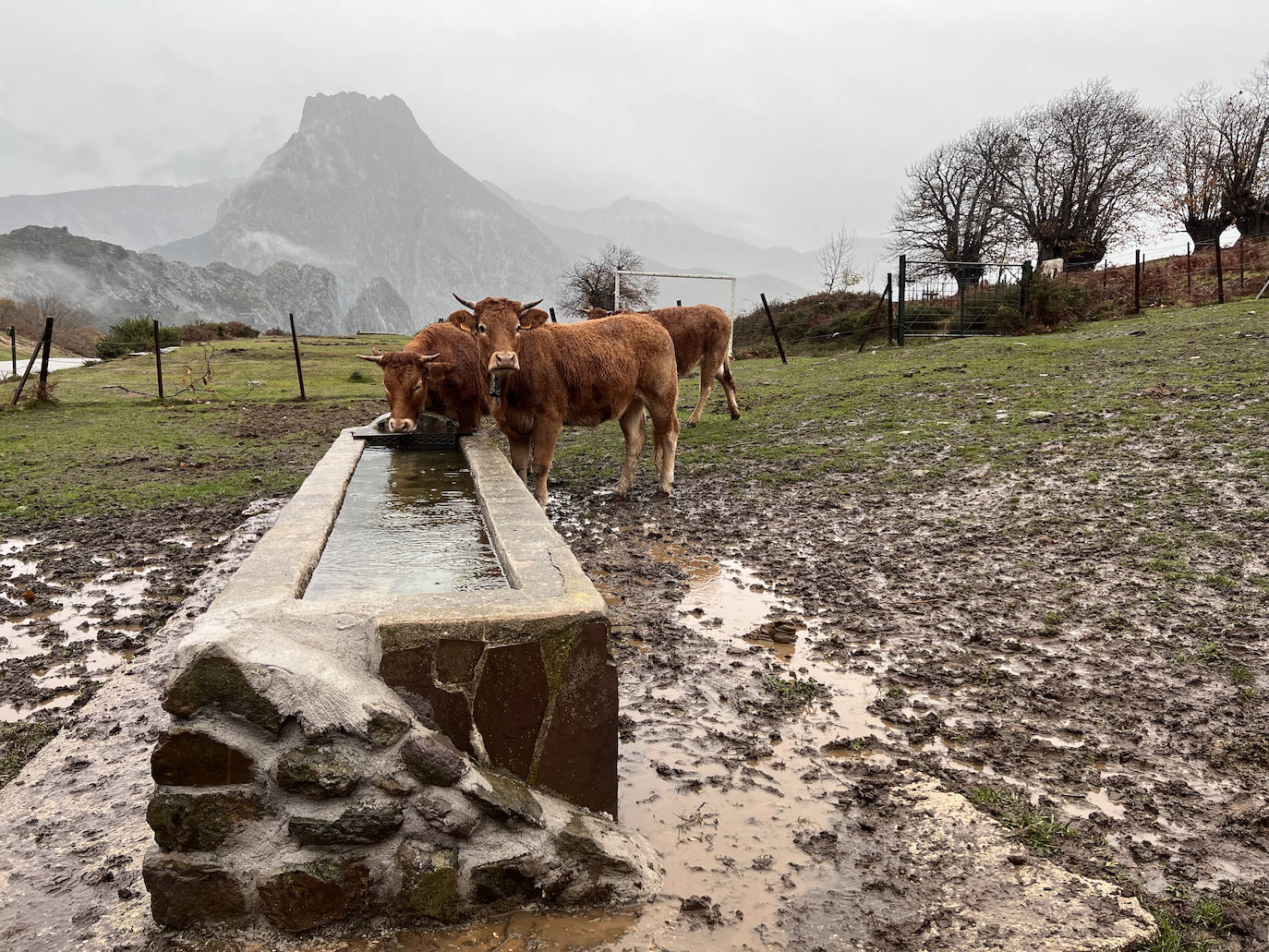 Vacas limusinas en un bebedero que el proyecto Steps For Life ha reforzado con rampas.