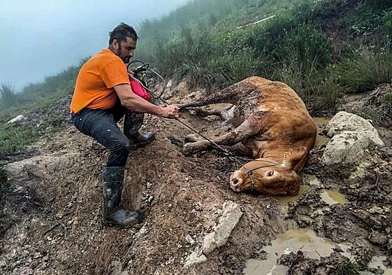 Pablo Linares, amigo de Jesús Rebanal, tira de la vaca Angelita, herida en medio del monte.