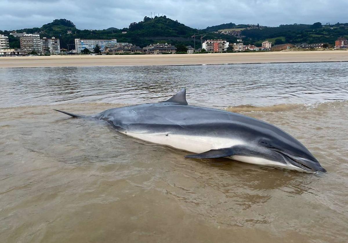 Uno de los dos delfines Fraser varados en la playa Salvé de Laredo.