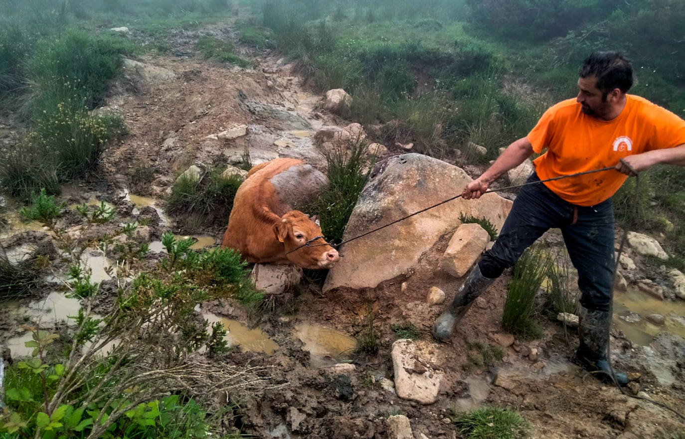 Angelita se cayó por un precipicio en una curva, cuando iba a arrimar a las otras vacas.