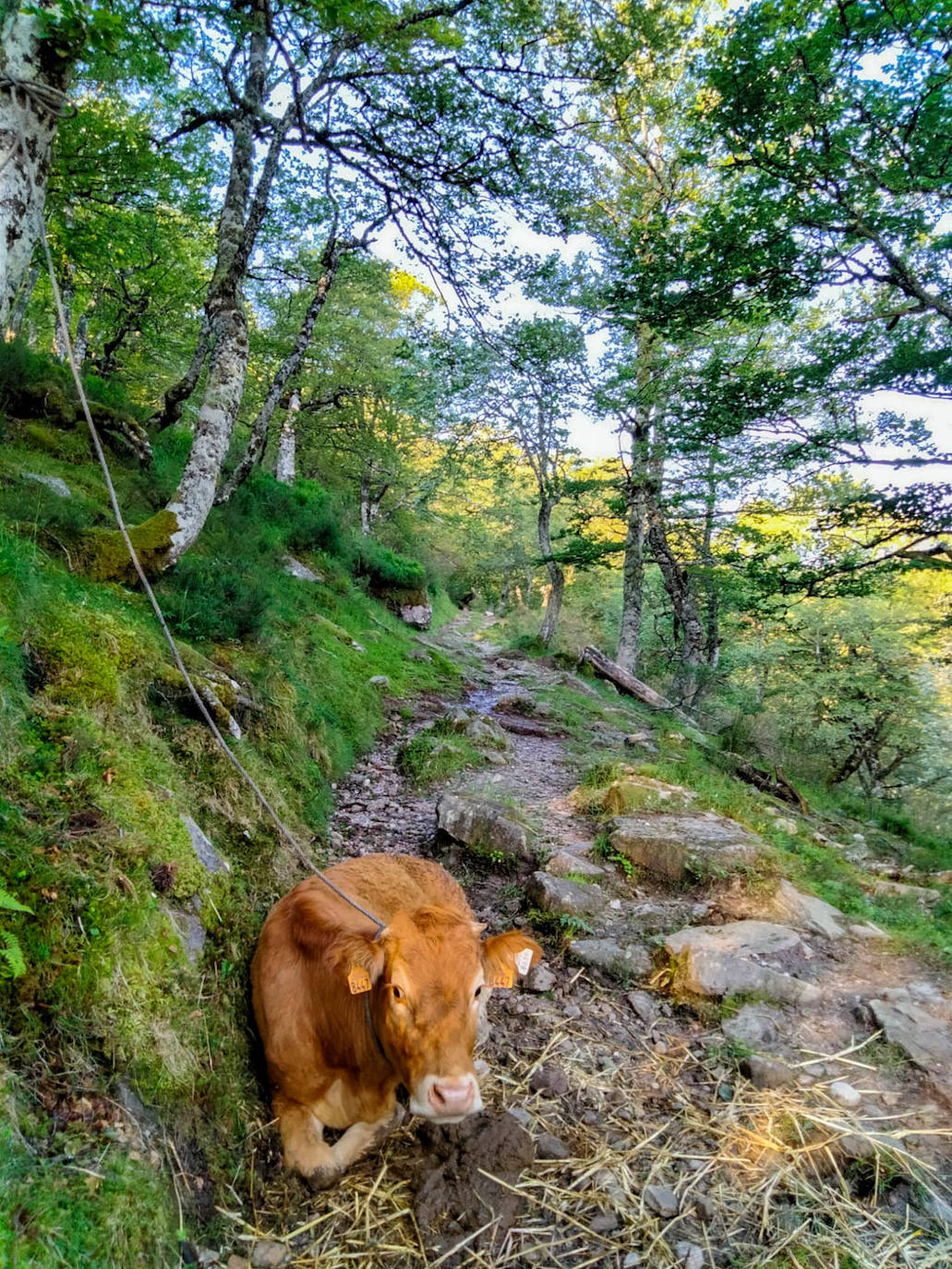 La vaca herida ha estado en el monte hasta que su dueño ha logrado llevarla de vuelta.Nunca pensó en dejarla allí: «Nunca, porque si uno tiene animales es por algo y hay que responsabilizarse. Si no venían a salvarla, lo haría yo»