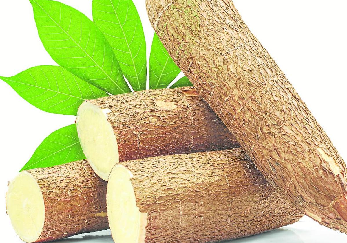 La yuca es un tubérculo de raiz que es un superalimento cada vez más presente en nuestras cocinas.