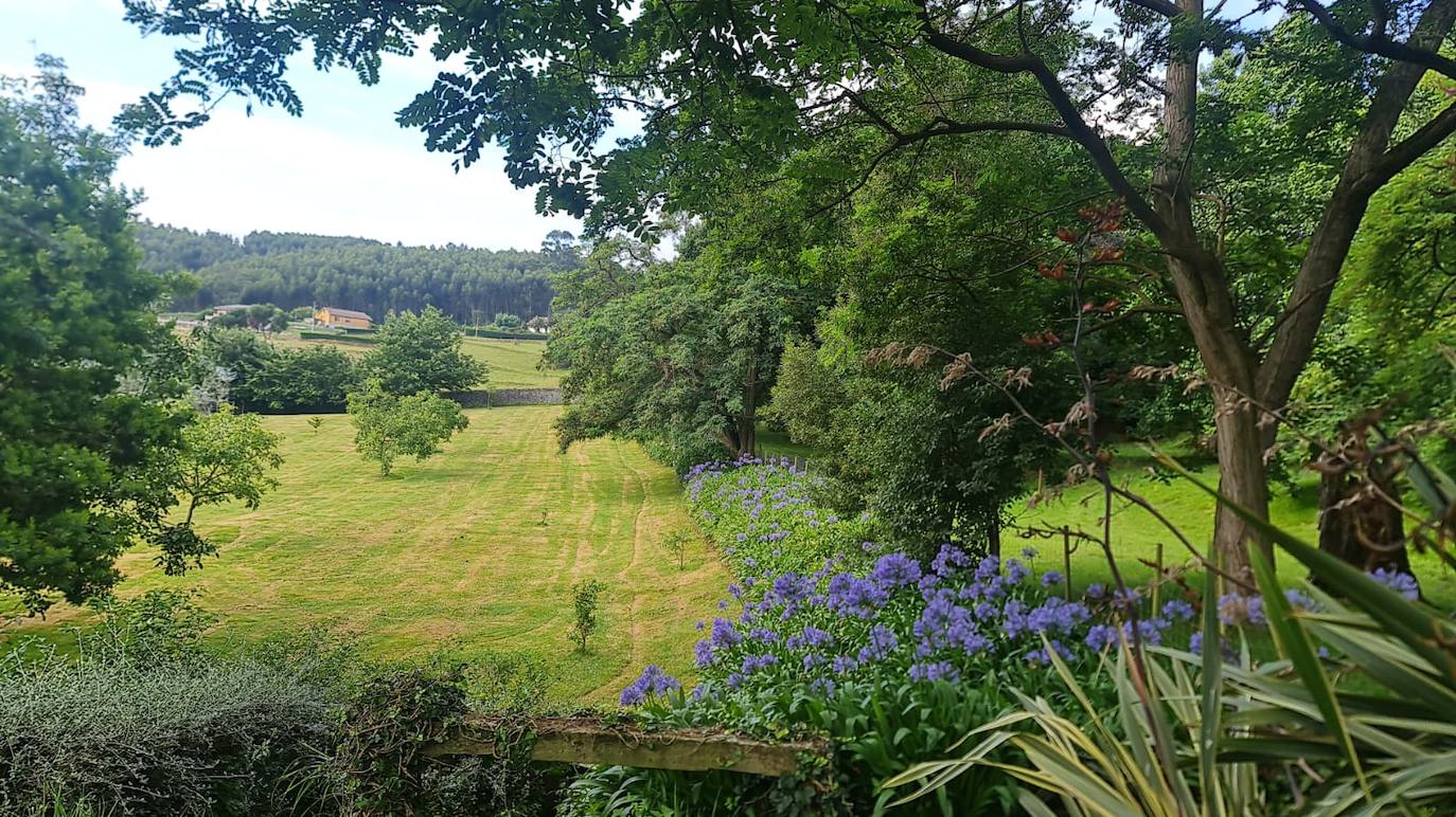 Plantación de agapanthus africanus azules.